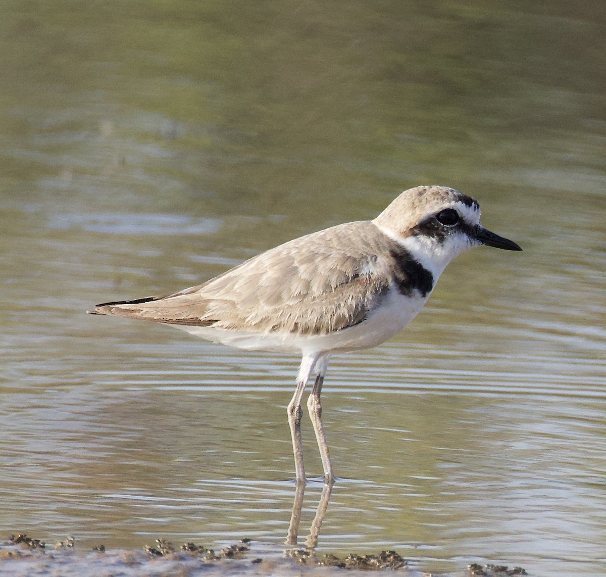 Kentish Plover (Kentish) - ML638223105