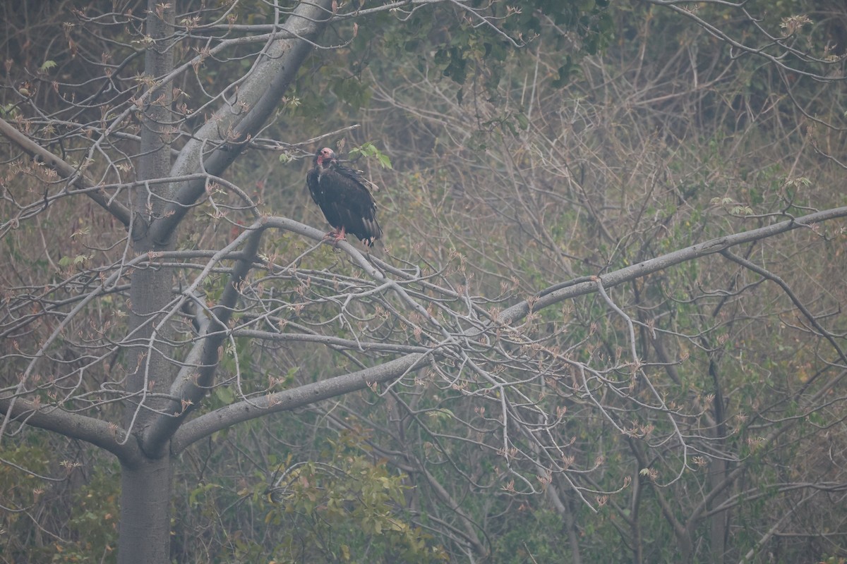 Red-headed Vulture - ML638223115