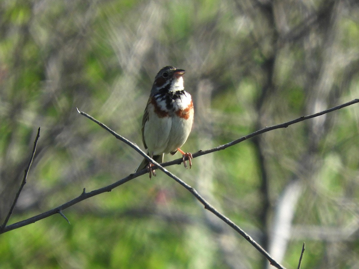 Chestnut-eared Bunting - ML638223120