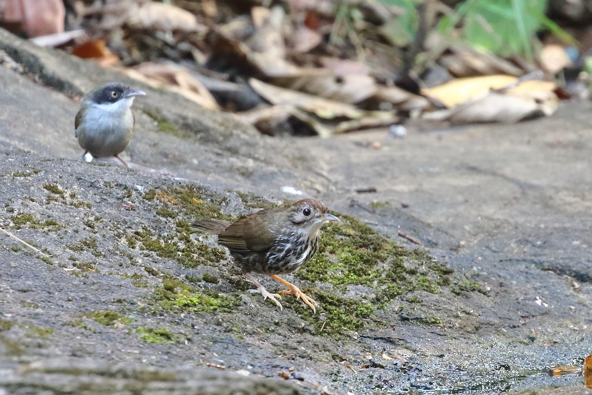 Puff-throated Babbler - ML638223133