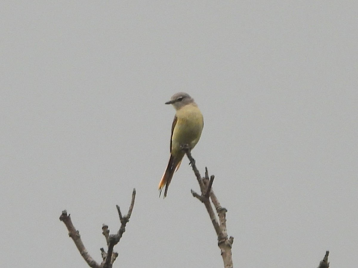 Small Minivet - ML638223135