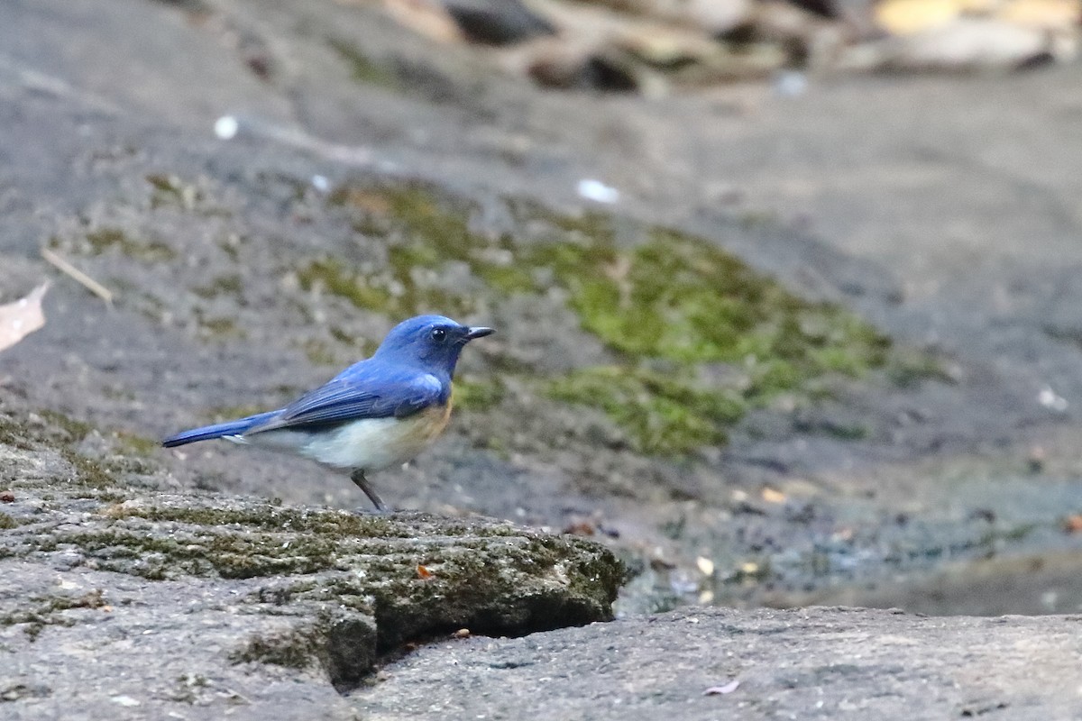 Blue-throated Flycatcher - ML638223148