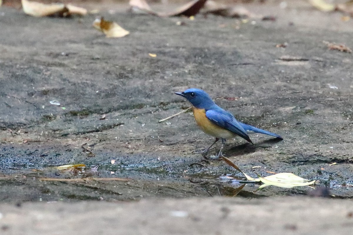 White-bellied Blue Flycatcher - ML638223149