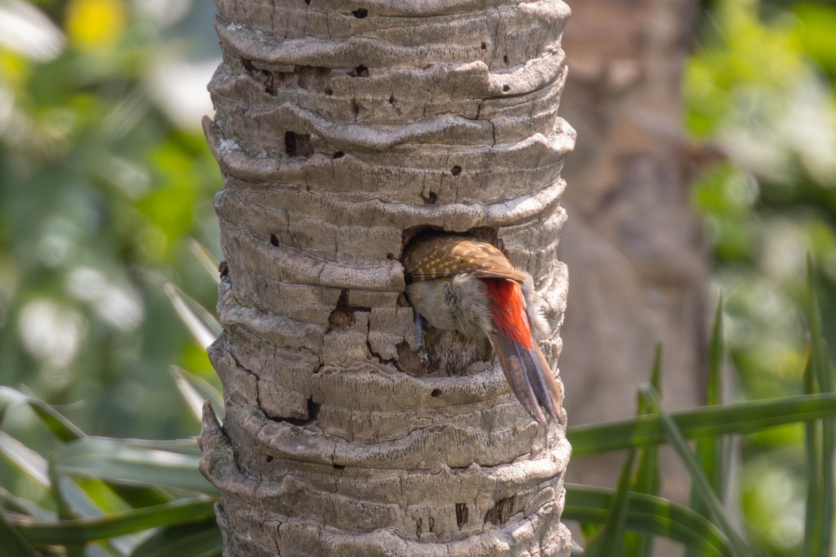 African Gray Woodpecker - ML638223153
