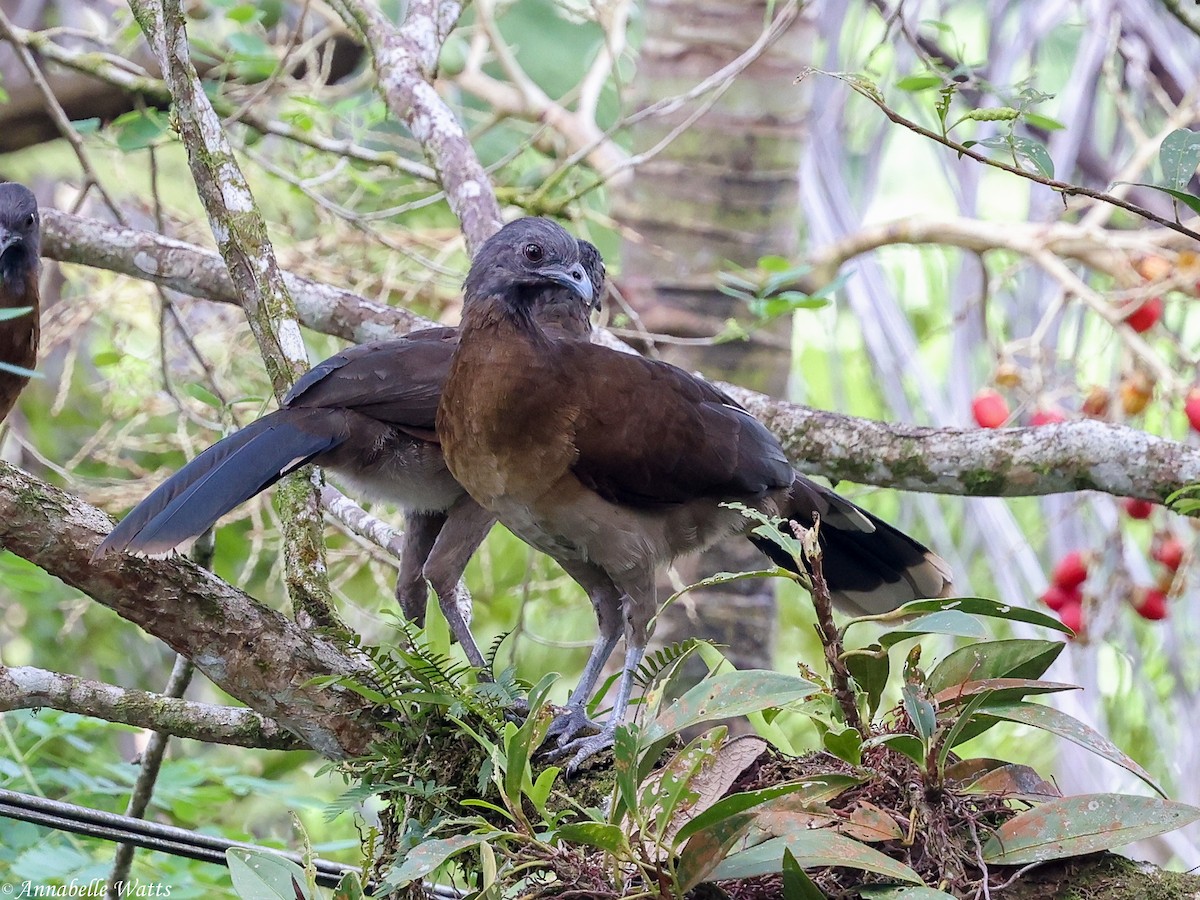 Gray-headed Chachalaca - ML638223154