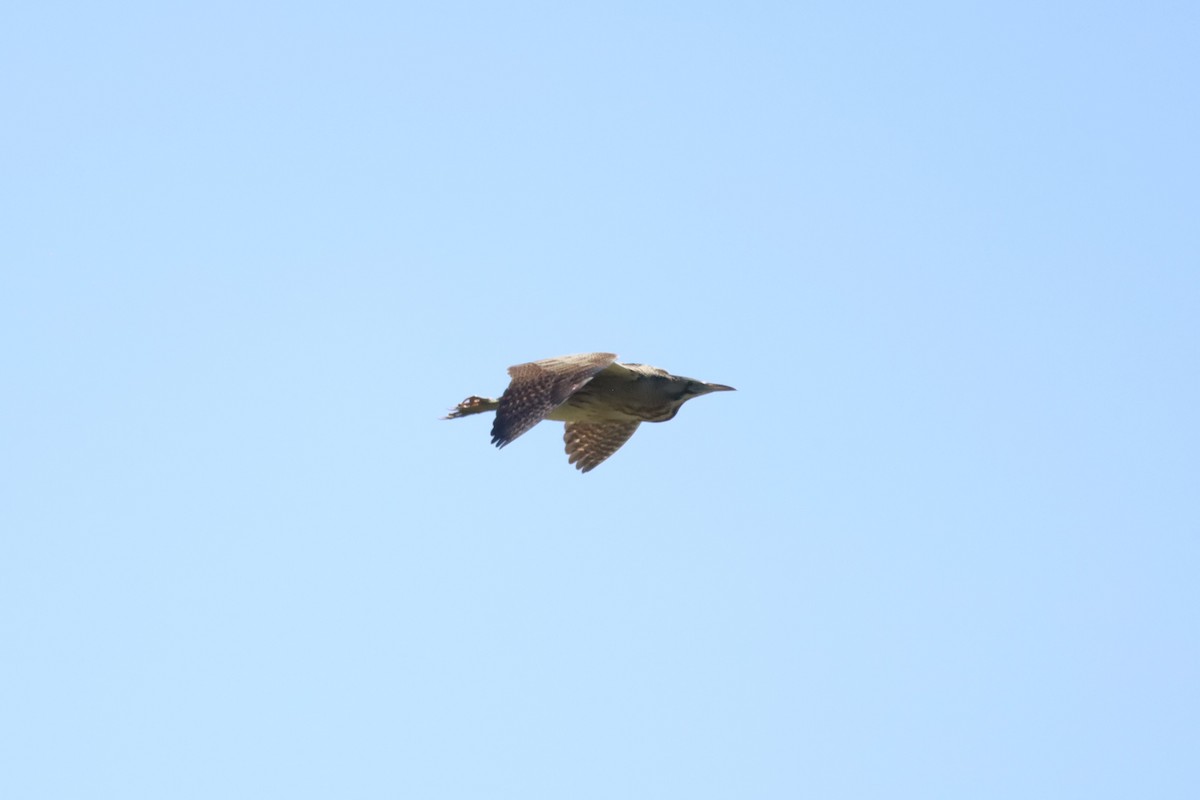 Eurasian Bittern - ML638223160
