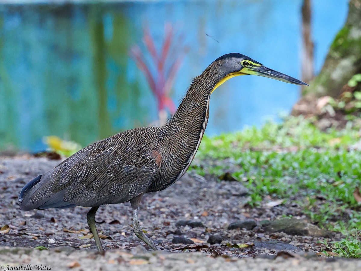 Bare-throated Tiger-Heron - ML638223161