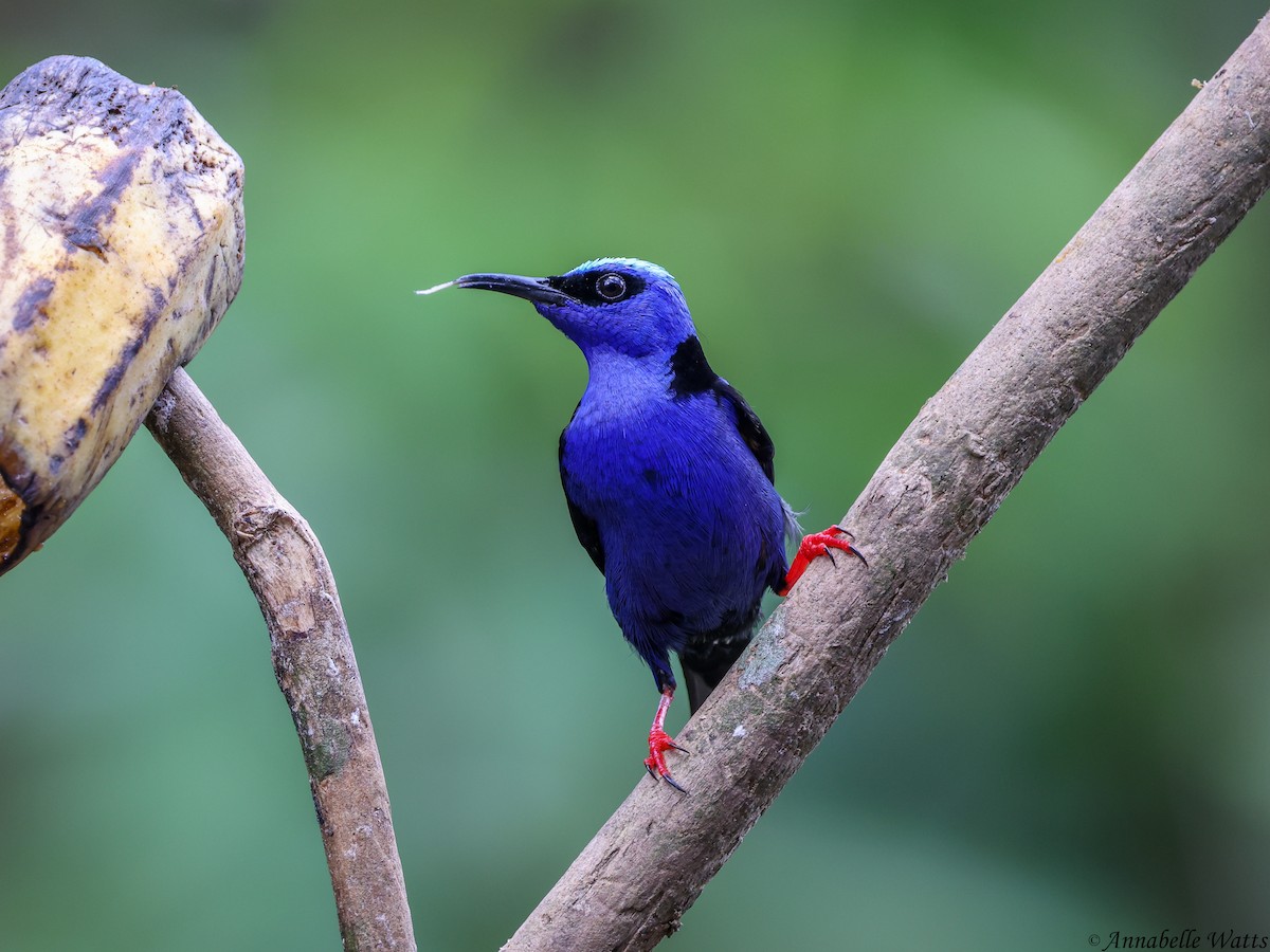 Red-legged Honeycreeper - ML638223164
