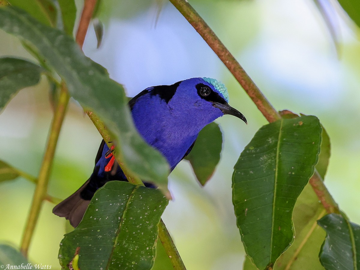 Red-legged Honeycreeper - ML638223166
