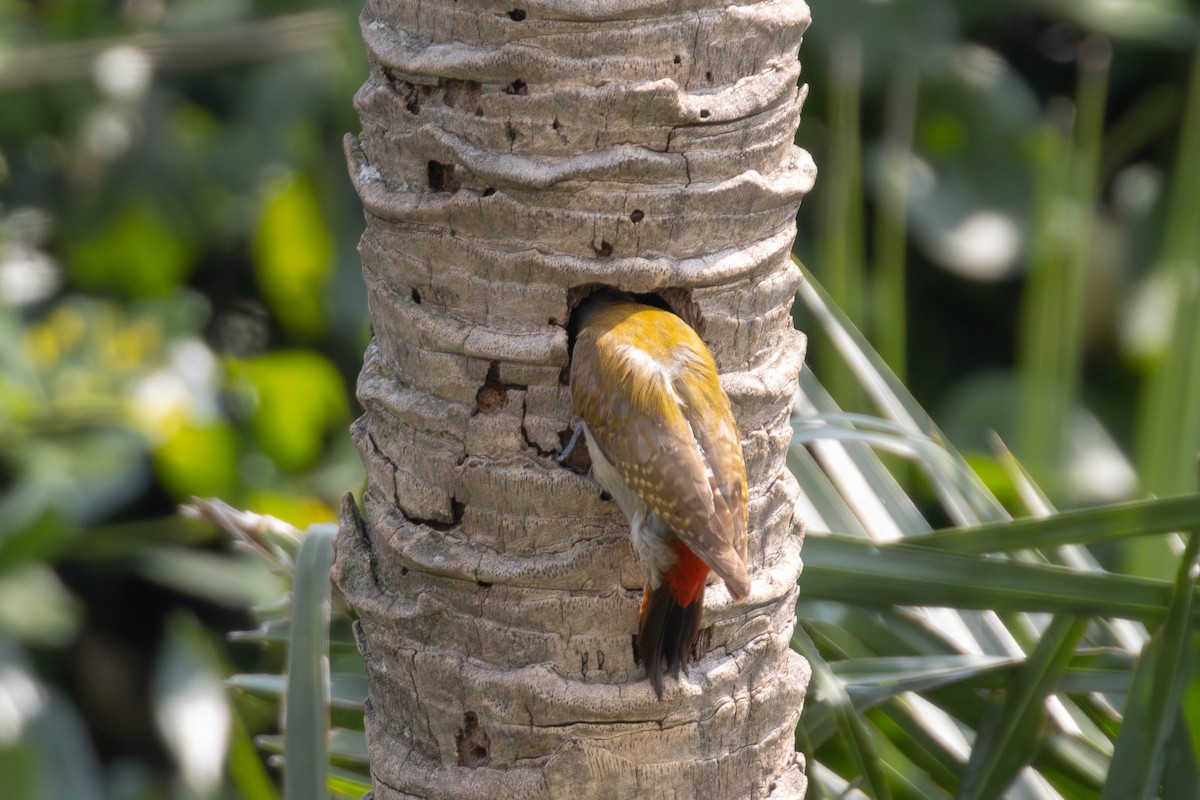 African Gray Woodpecker - ML638223167