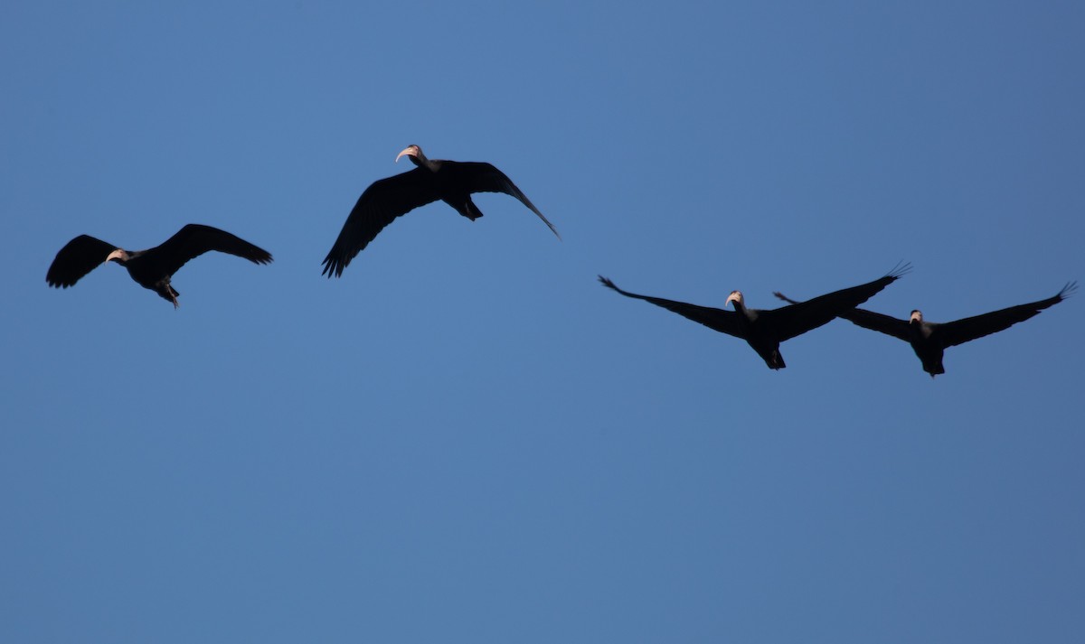 Bare-faced Ibis - ML638223173