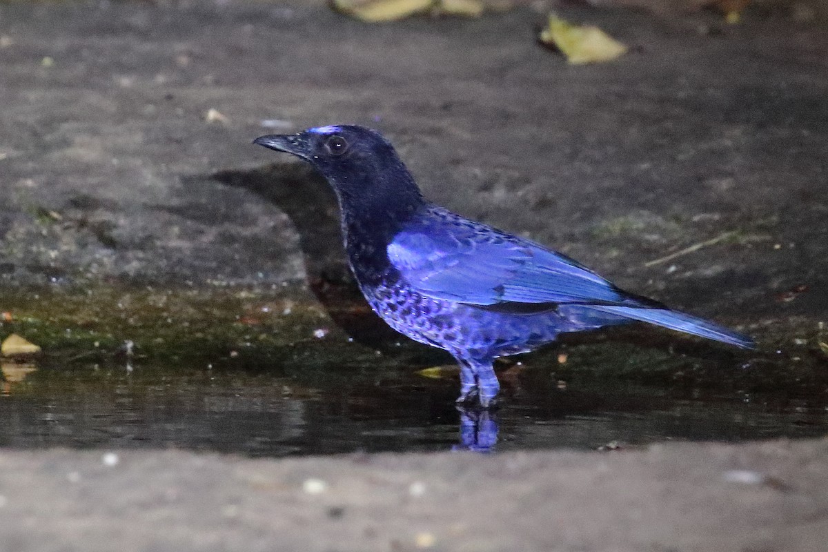 Malabar Whistling-Thrush - ML638223176