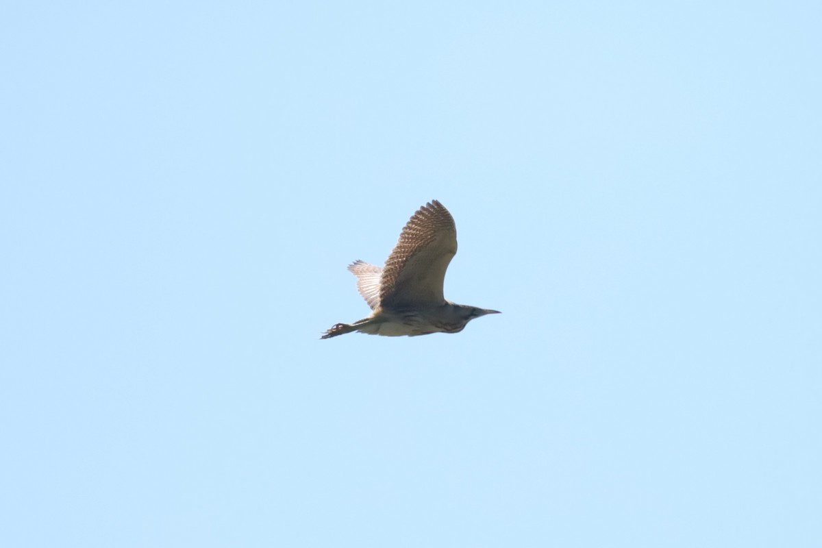 Eurasian Bittern - ML638223177
