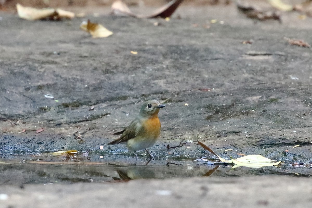 Blue-throated Flycatcher - ML638223187