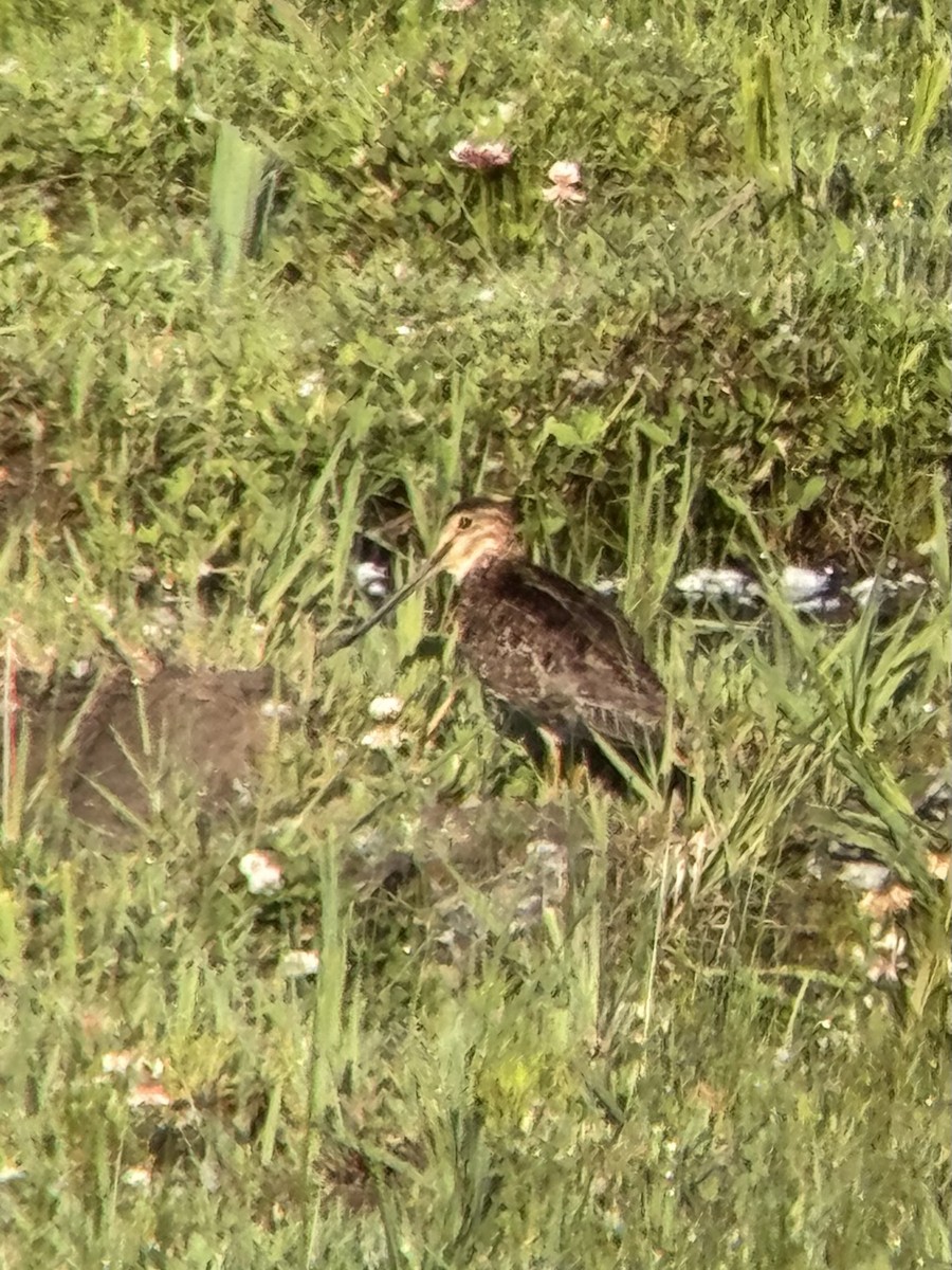 Wilson's Snipe - ML638223202