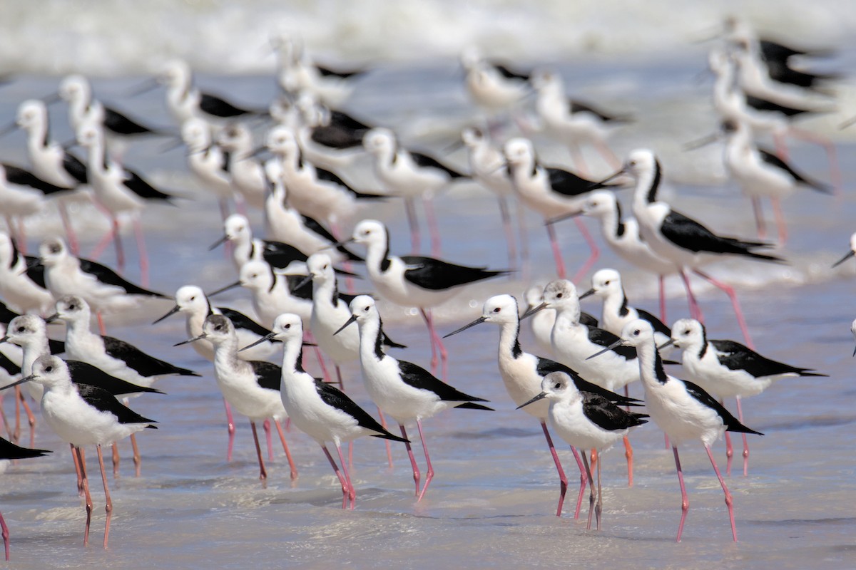 Pied Stilt - ML638223207