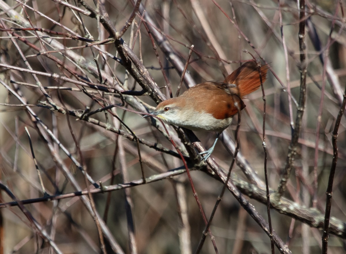 Yellow-chinned Spinetail - ML638223217