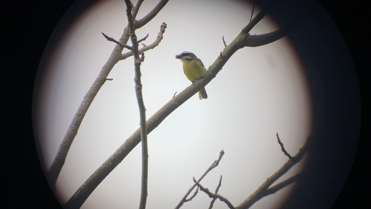 Golden-bellied Flycatcher - ML638223220