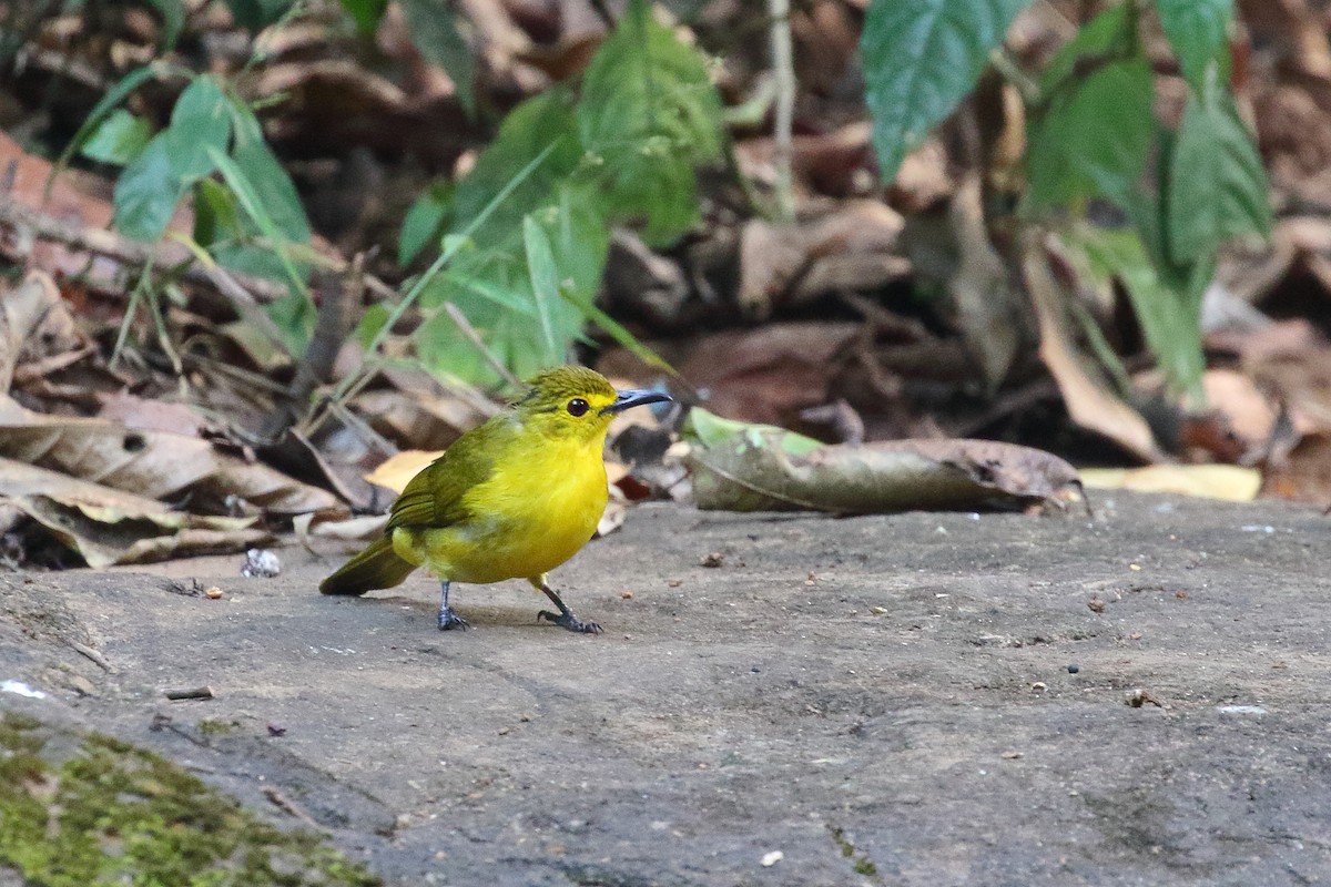 Yellow-browed Bulbul - ML638223228