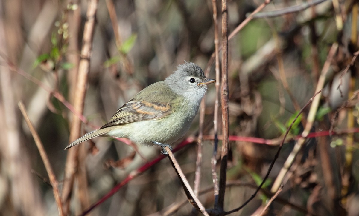 Southern Beardless-Tyrannulet - ML638223230