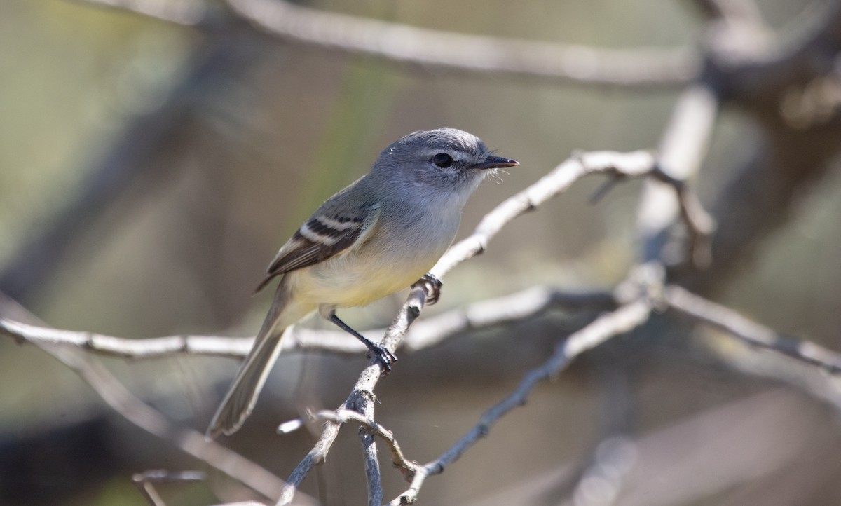White-crested Tyrannulet - ML638223243