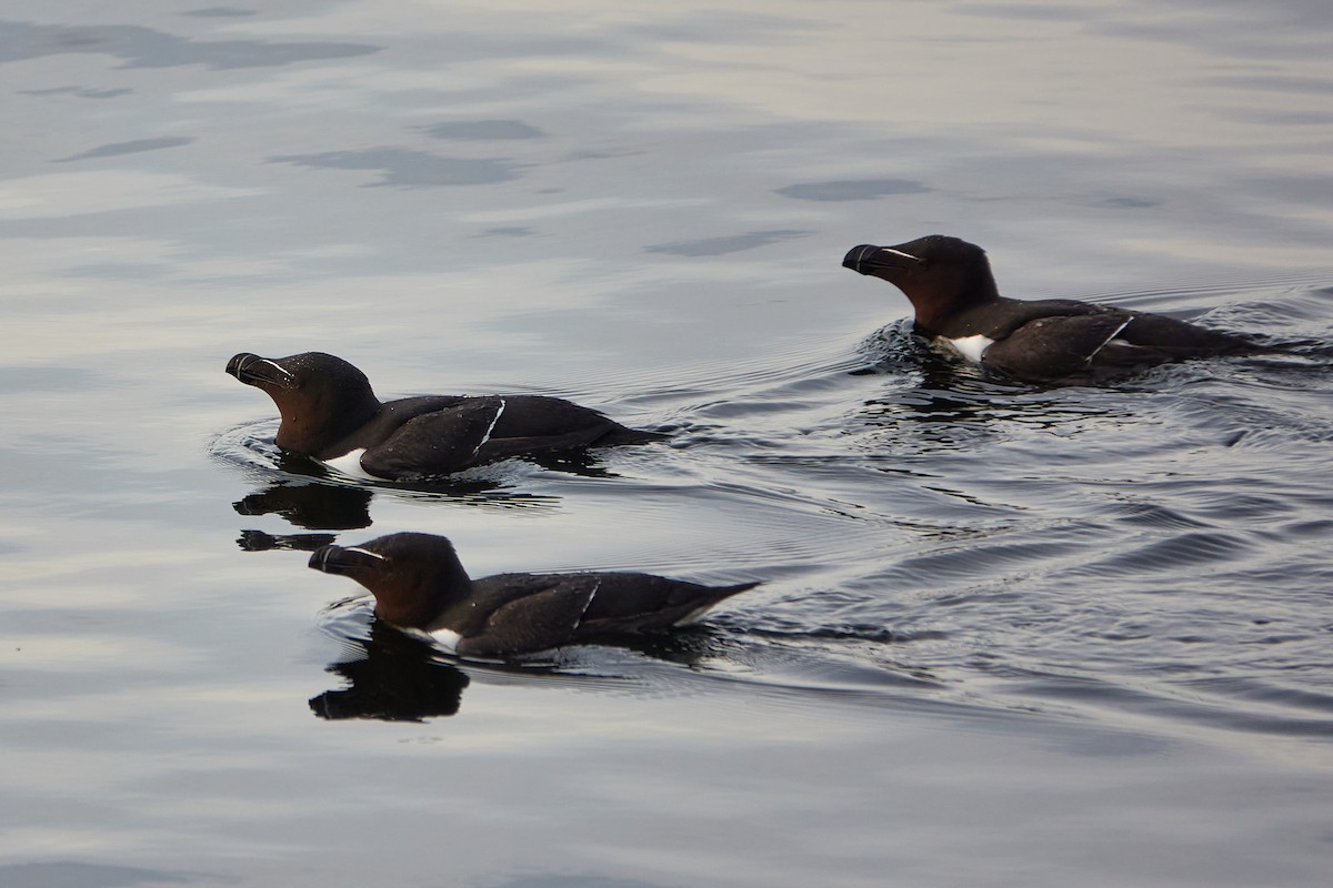 Razorbill - ML638223246