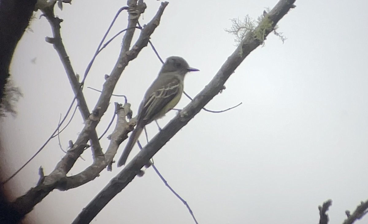 Pale-edged Flycatcher - ML638223252