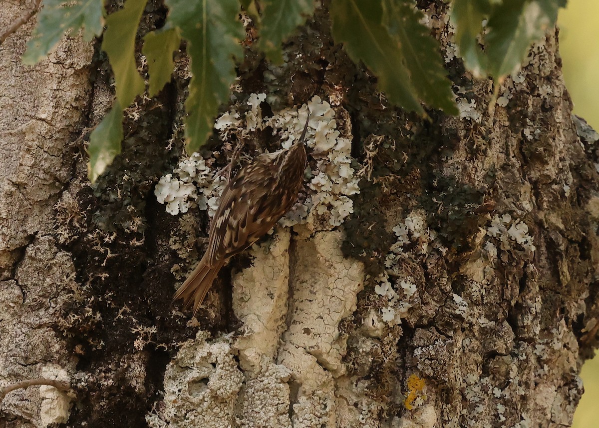 Short-toed Treecreeper - ML638223253
