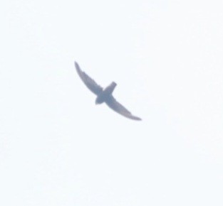 Little Swift - ML638223254