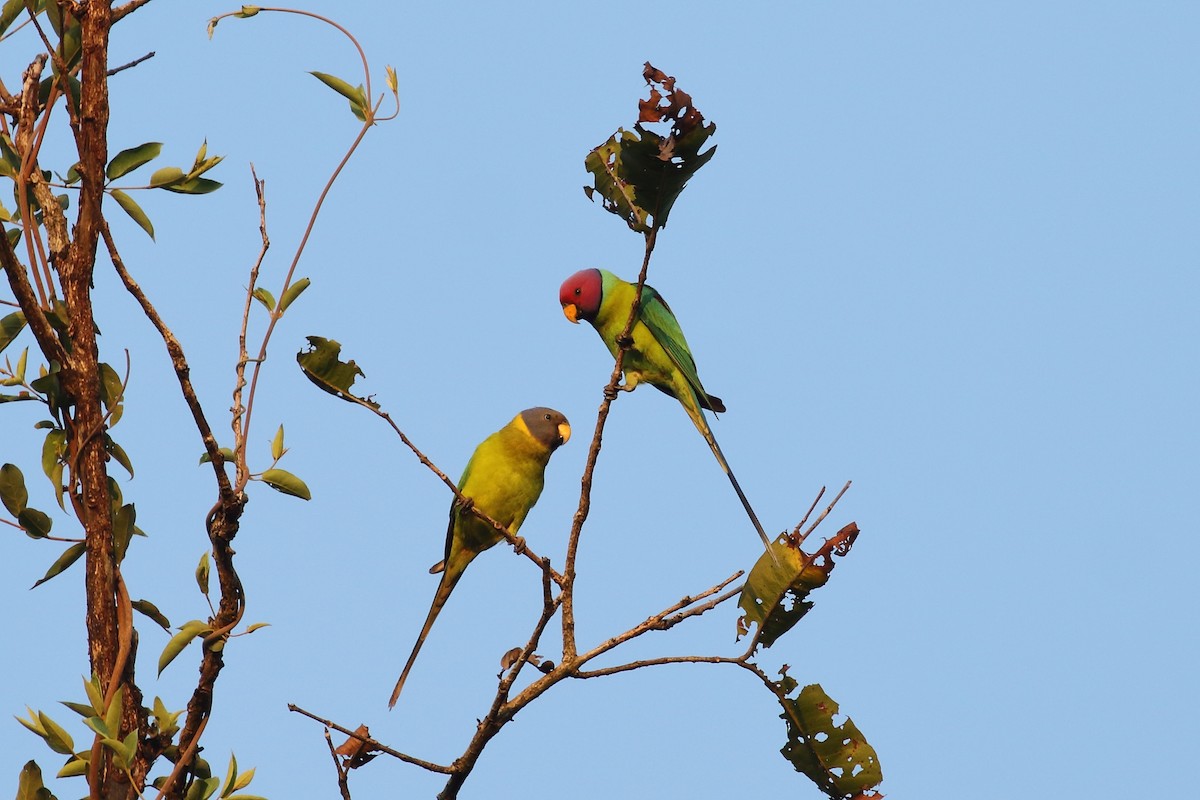 Plum-headed Parakeet - ML638223272