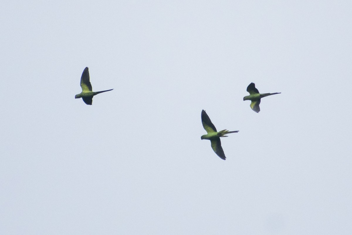 Rose-ringed Parakeet - ML638223273
