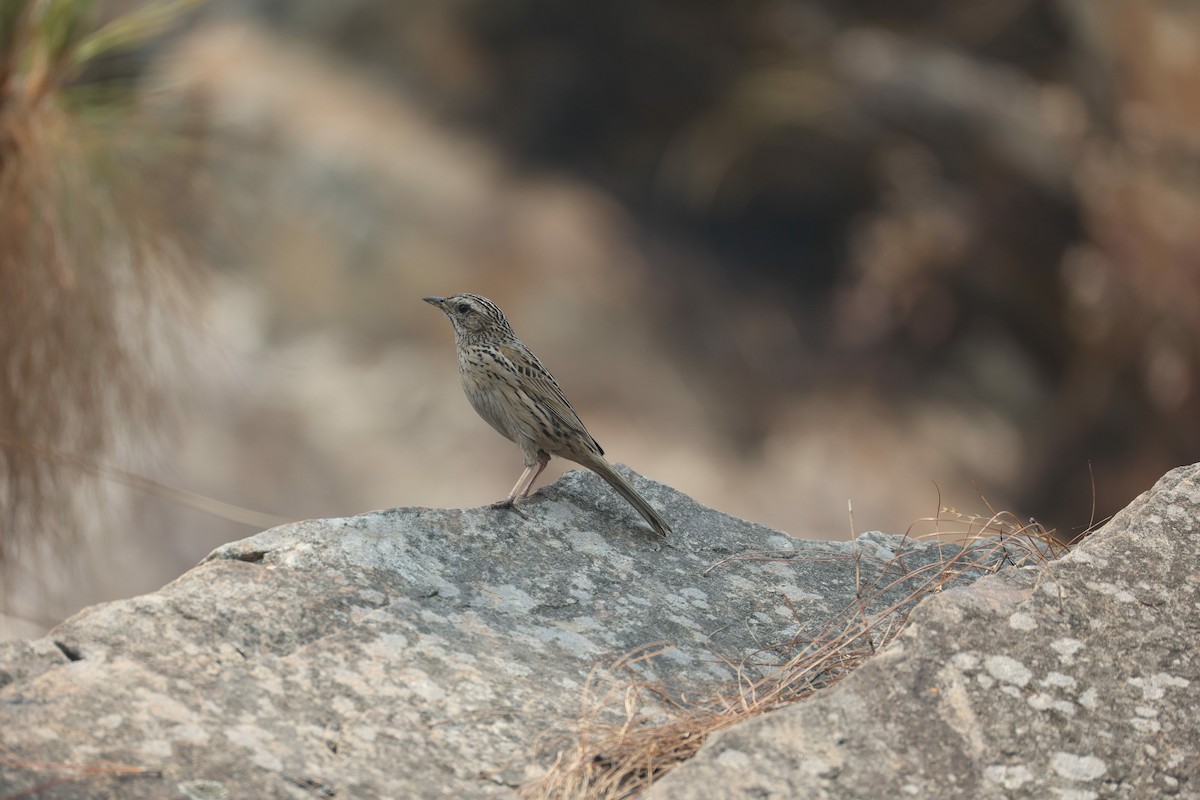 Upland Pipit - ML638223293