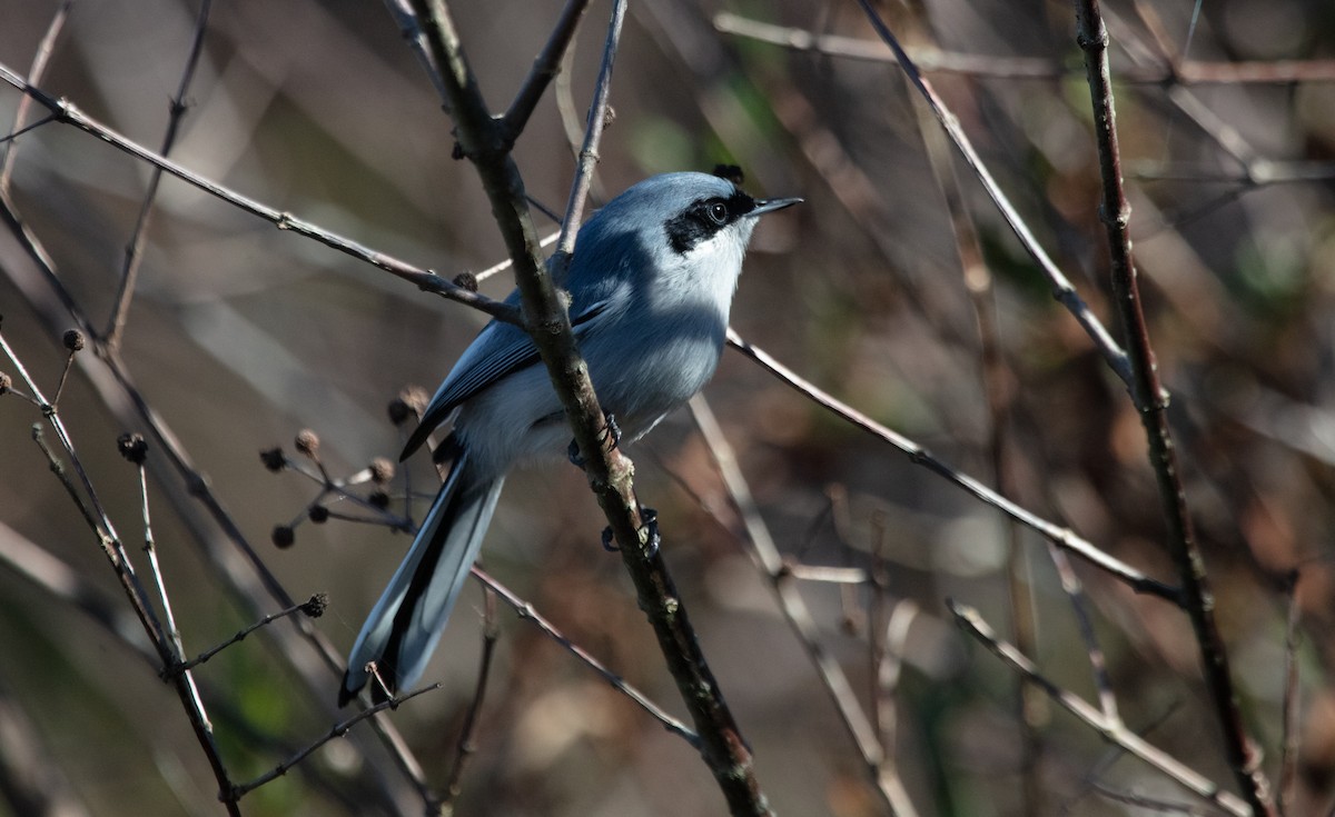 Masked Gnatcatcher - ML638223294