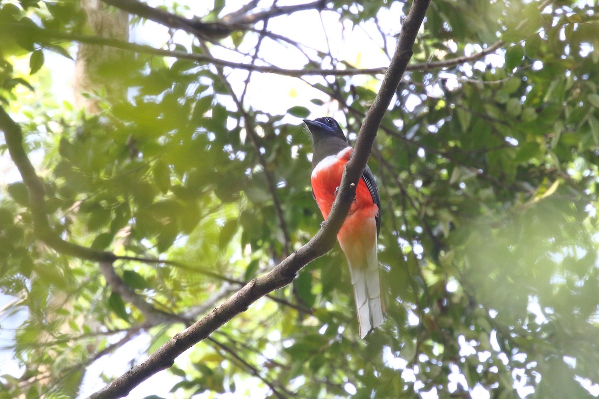 Malabar Trogon - ML638223302