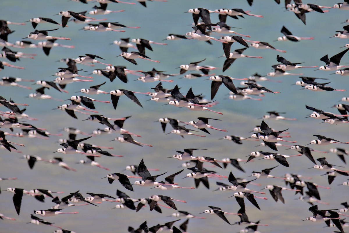Pied Stilt - ML638223317