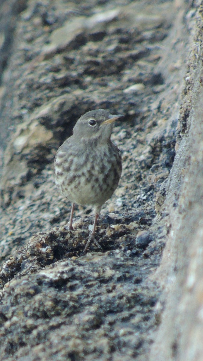 Rock Pipit - ML638223320