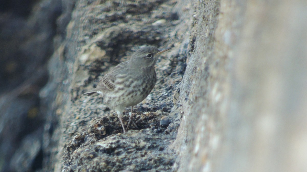Rock Pipit - ML638223321