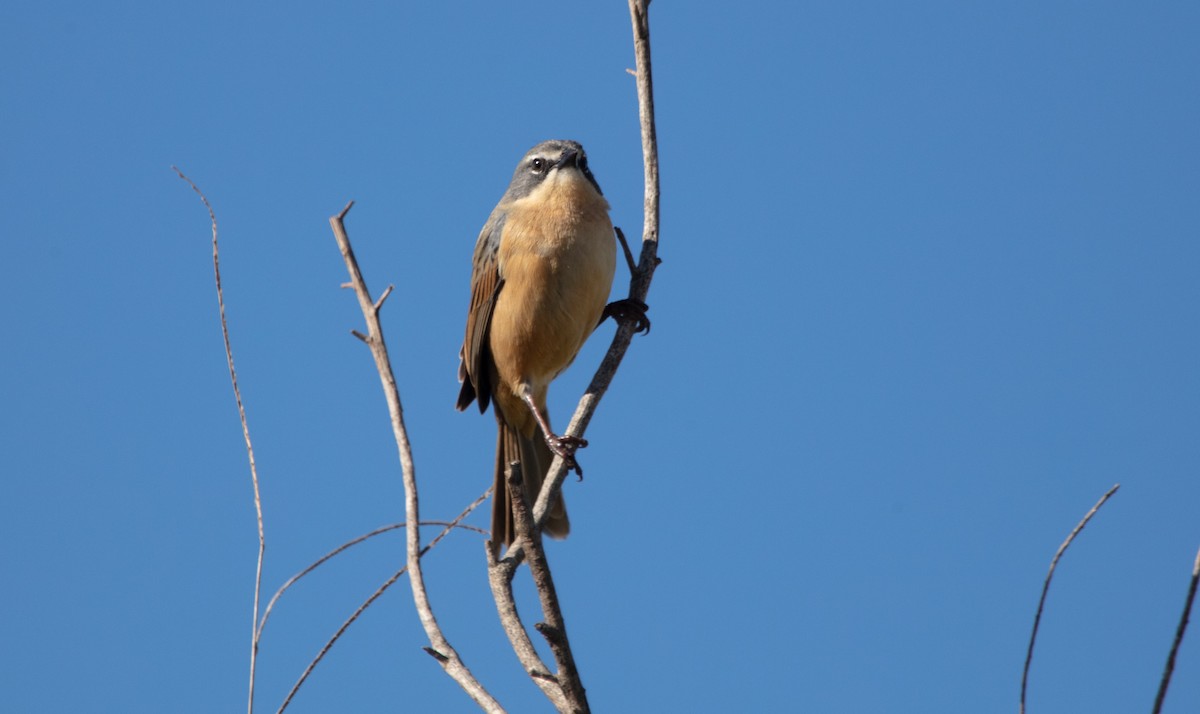 Long-tailed Reed Finch - ML638223324