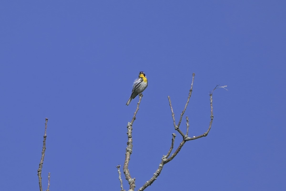 Yellow-throated Warbler - ML638223325