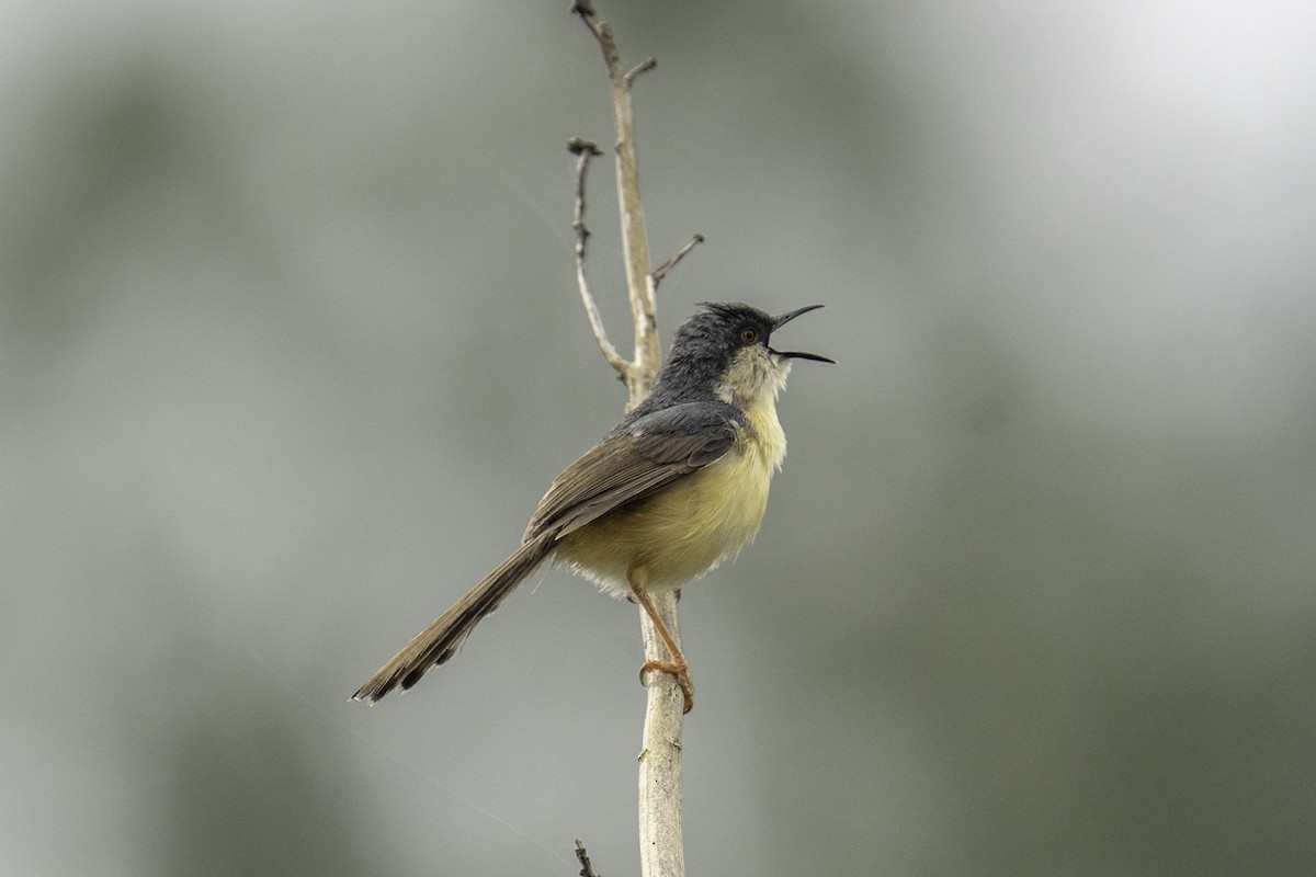 Ashy Prinia - ML638223326