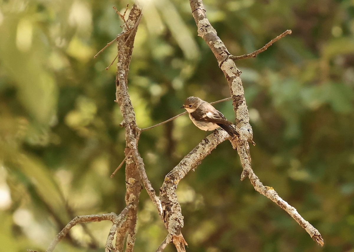 Atlas Flycatcher - ML638223327