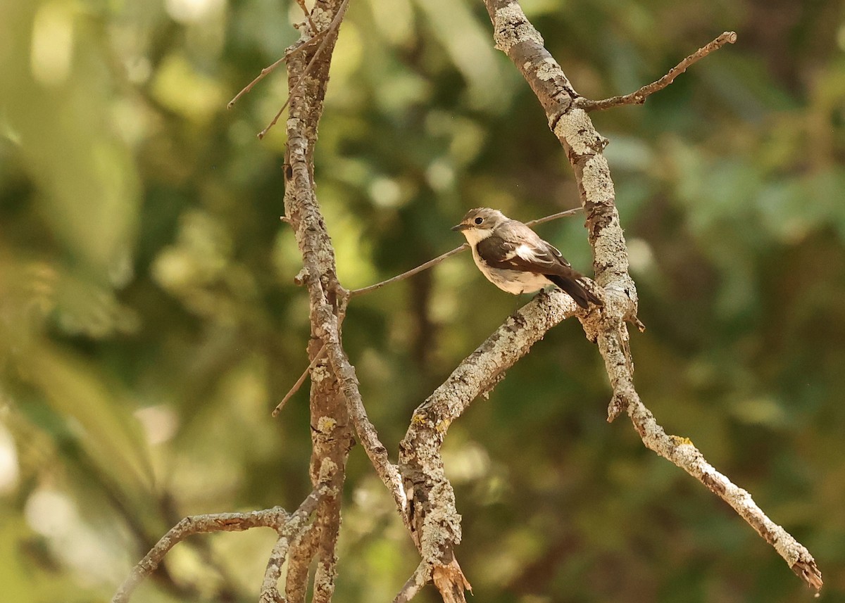 Atlas Flycatcher - ML638223329