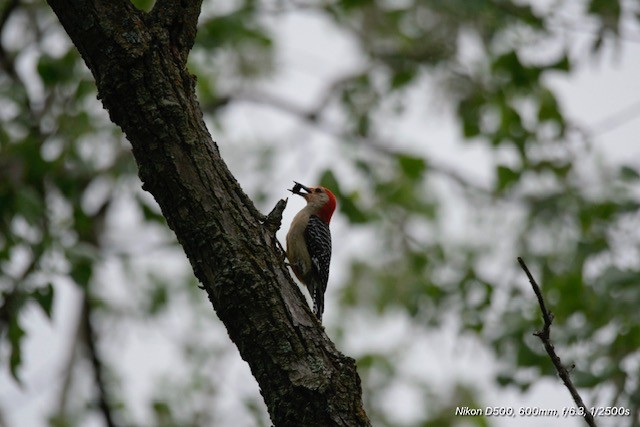 Red-bellied Woodpecker - ML638223343