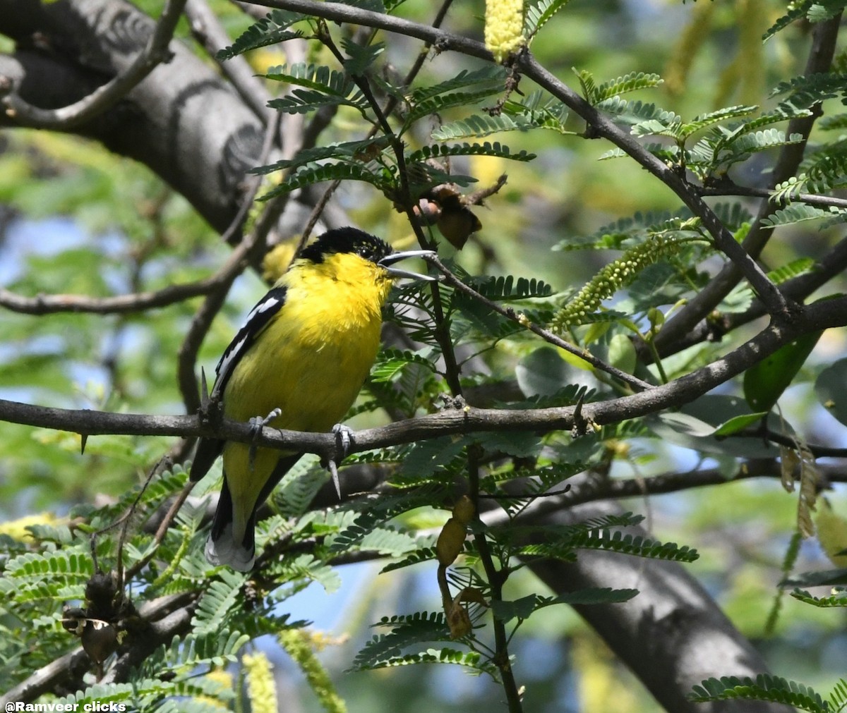White-tailed Iora - ML638223347