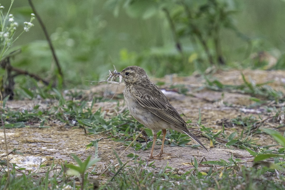 Paddyfield Pipit - ML638223349