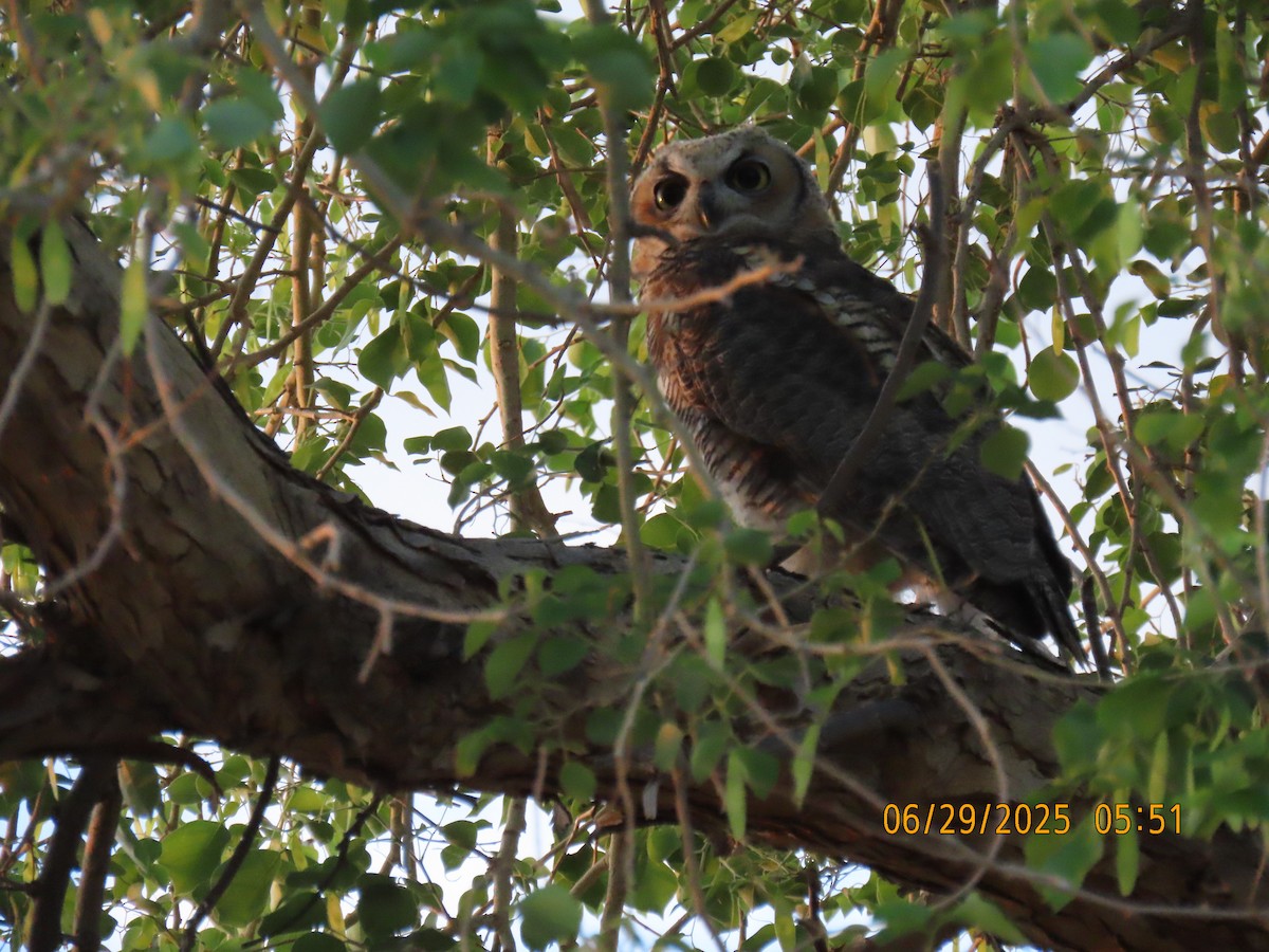 Great Horned Owl - ML638223374