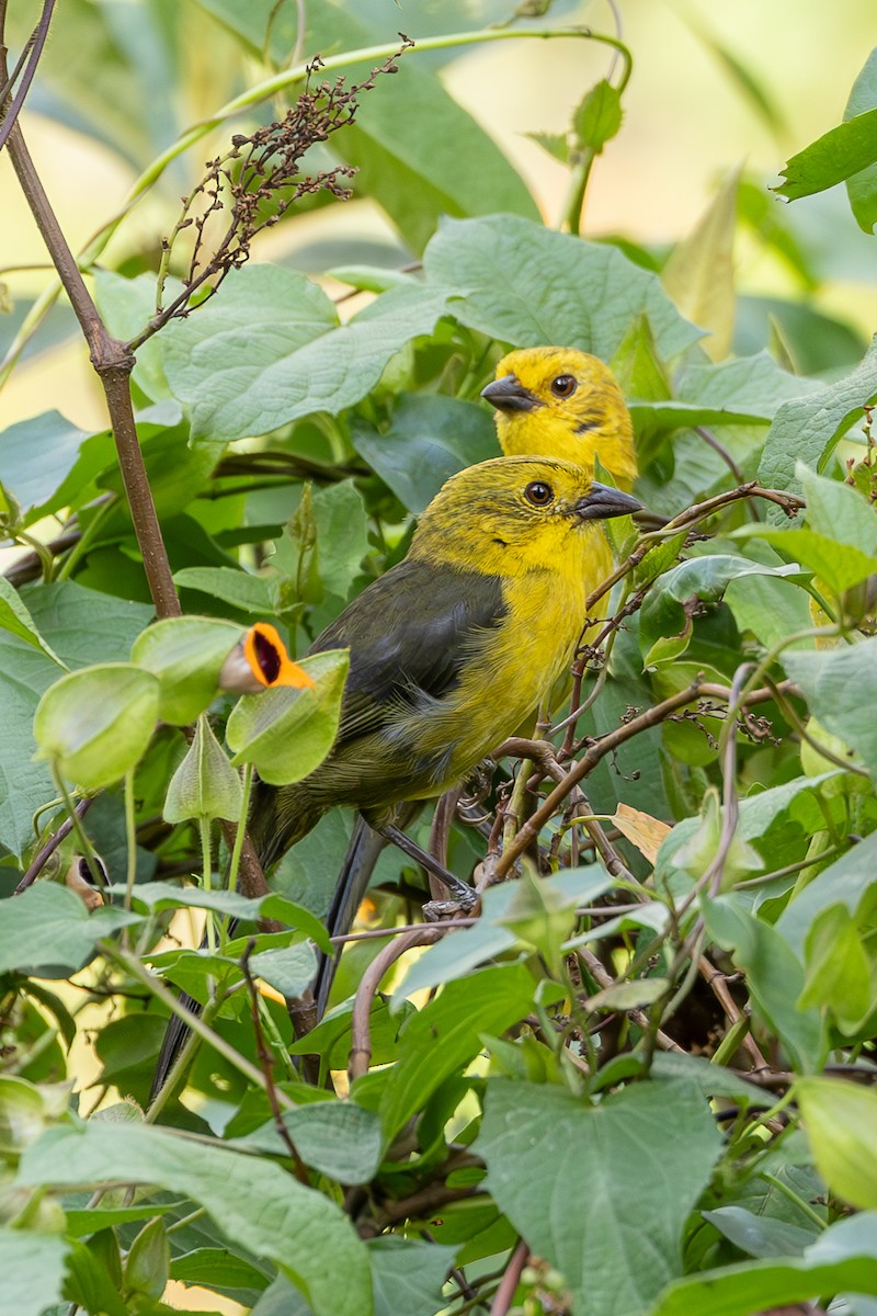 Yellow-headed Brushfinch - ML638223382