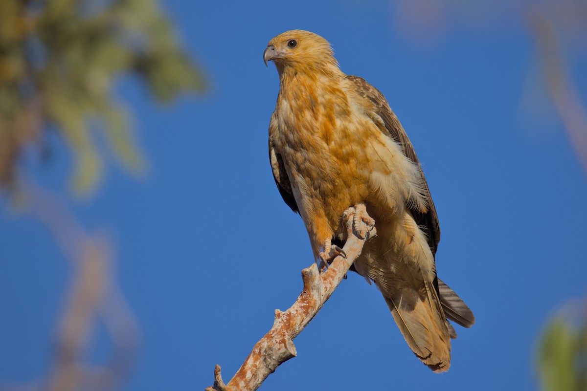 Whistling Kite - ML638223384