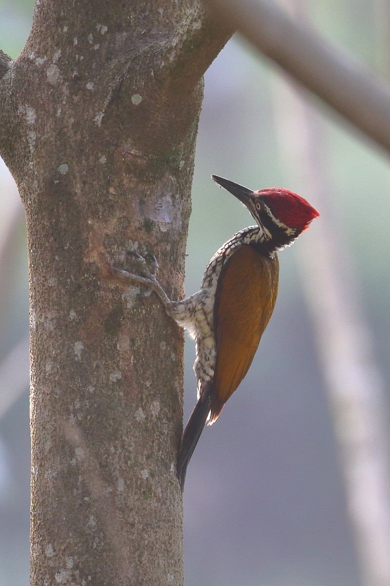 Malabar Flameback - ML638223385