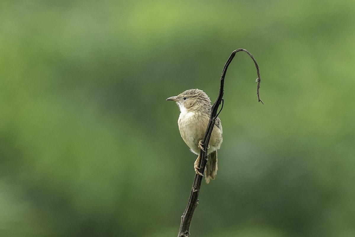 Common Babbler - ML638223391